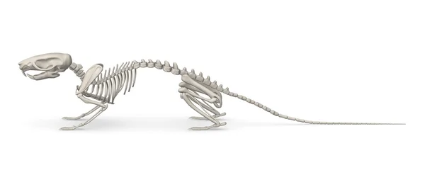 3d renderizado de esqueleto de ratón — Foto de Stock