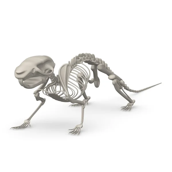 3D καθιστούν ποντίκι σκελετός — Φωτογραφία Αρχείου