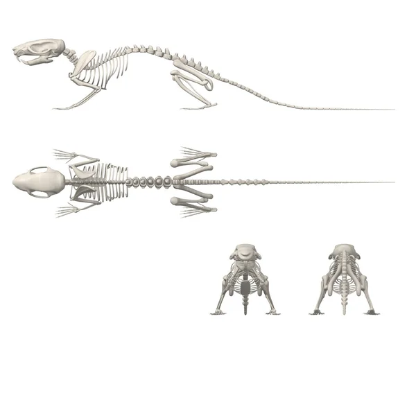 3D рендеринг скелета мыши — стоковое фото