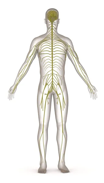 3d render of artificial character with nervous system — Stock Photo, Image