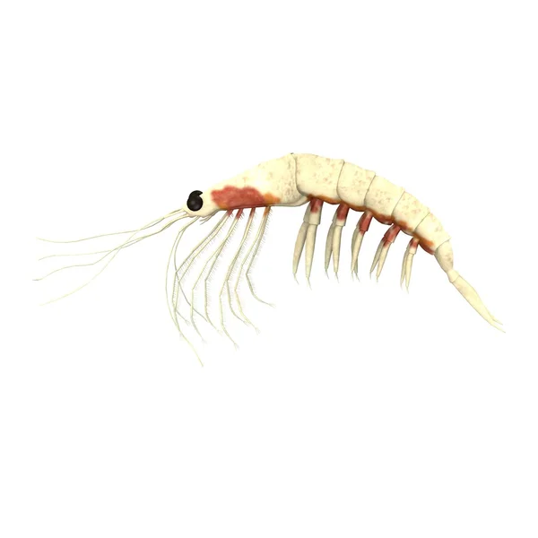 3d renderização de camarão krill do norte — Fotografia de Stock