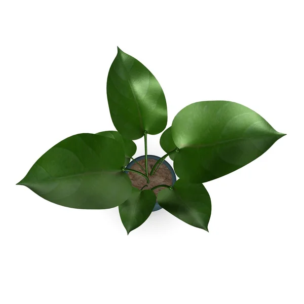3d renderizado de planta de filodendro —  Fotos de Stock