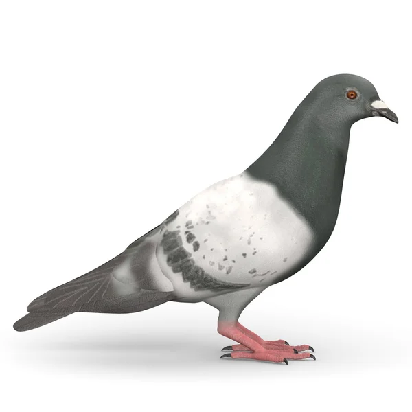 3d renderizado de pájaro paloma — Foto de Stock