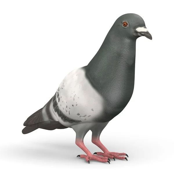 3d renderizado de pájaro paloma — Foto de Stock