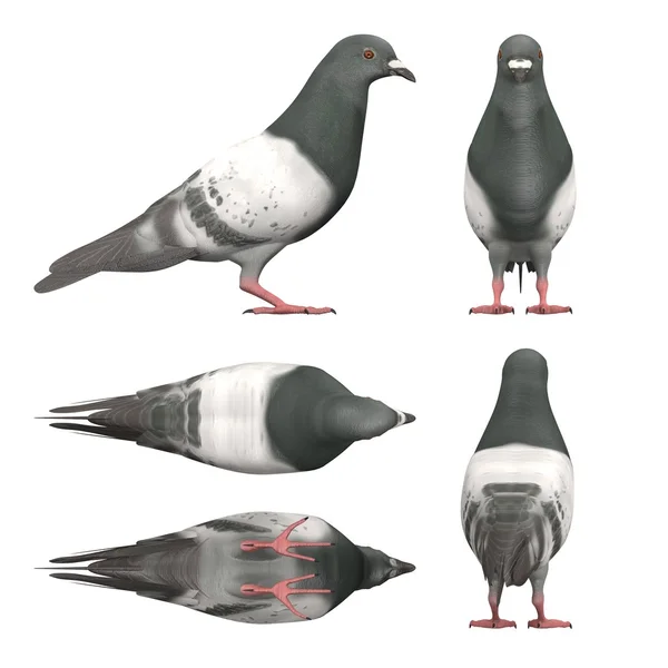 3d render of pigeon bird — Stock Photo, Image