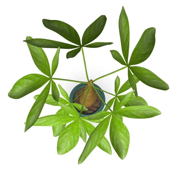 3D renderowania proste roślina — Zdjęcie stockowe