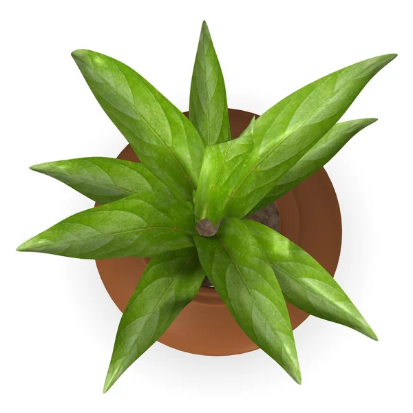 3d renderização de planta simples — Fotografia de Stock