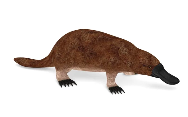 Platypus hayvan 3D render — Stok fotoğraf