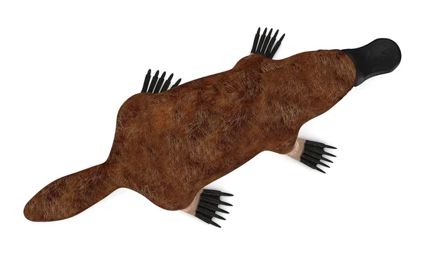 Platypus hayvan 3D render — Stok fotoğraf