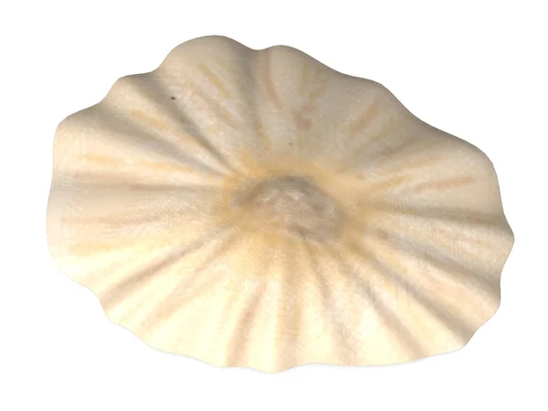 貝殻の 3 d レンダリング — ストック写真