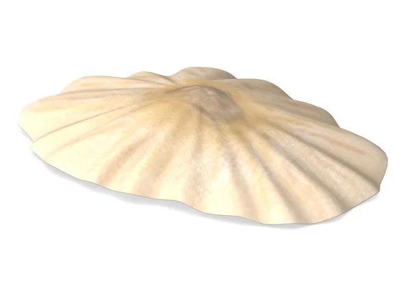 3d renderização de concha do mar — Fotografia de Stock