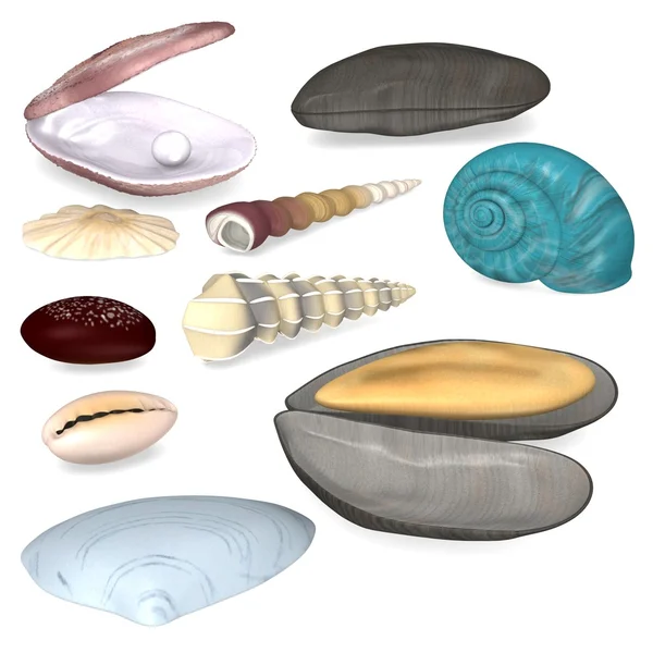 3d render of sea shell — Stock Photo, Image