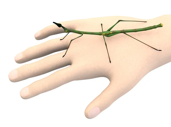 3D render van hand met stick insect — Stockfoto