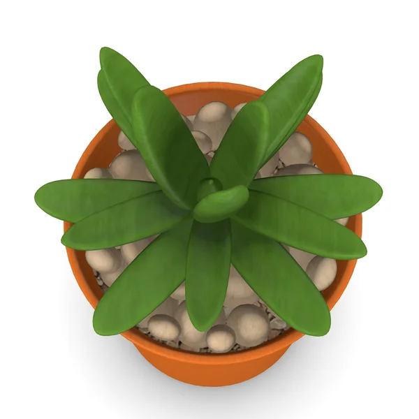 3d renderização de planta suculenta — Fotografia de Stock