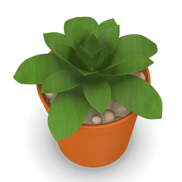 3d renderizado de planta suculenta —  Fotos de Stock