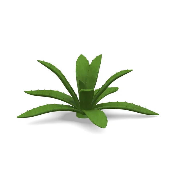 3D візуалізація соковитих рослин — стокове фото