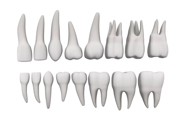 3d 呈现器的人类的牙齿 — 图库照片