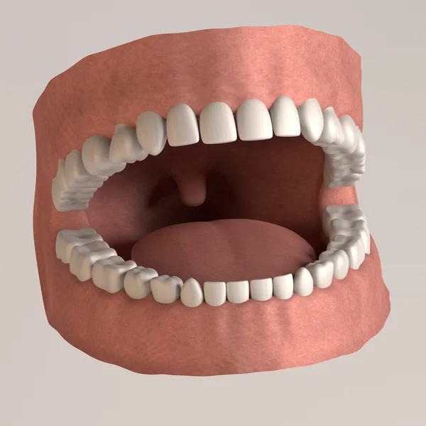 3D-Darstellung menschlicher Zähne — Stockfoto