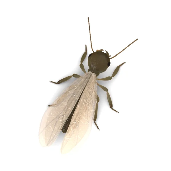 3d renderizado de alato de termitas — Foto de Stock