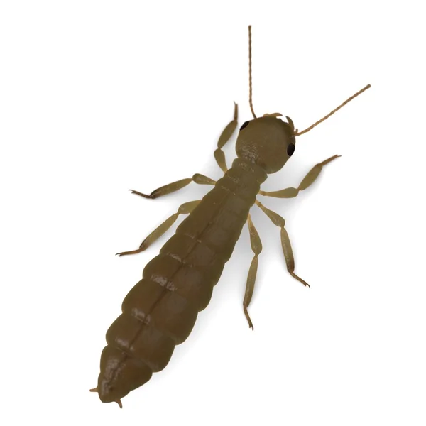 3D činí z termitů de-alate — Stock fotografie
