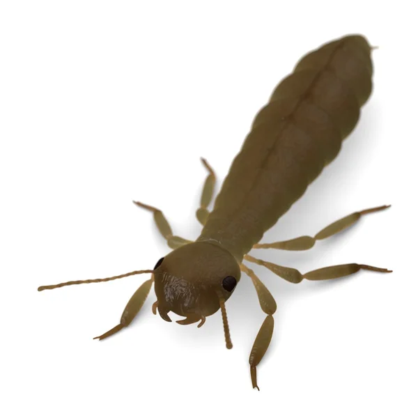 3D renderizado de termitas de-alato —  Fotos de Stock