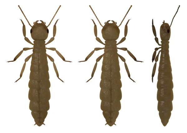 3D render av termit de-alate — Stockfoto