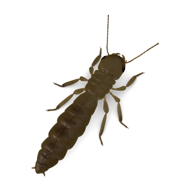 3d renderização de termite rei — Fotografia de Stock
