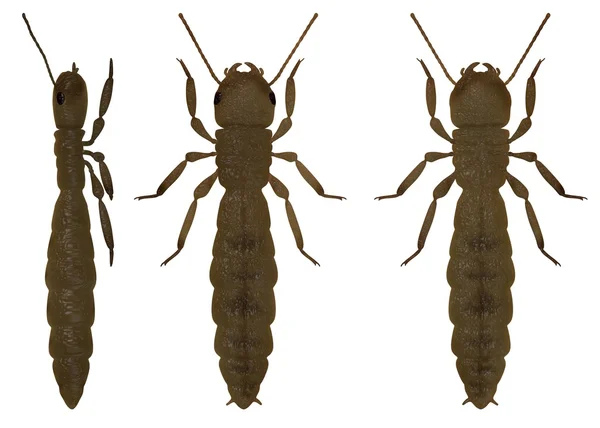 3D render van termiet koning — Stockfoto