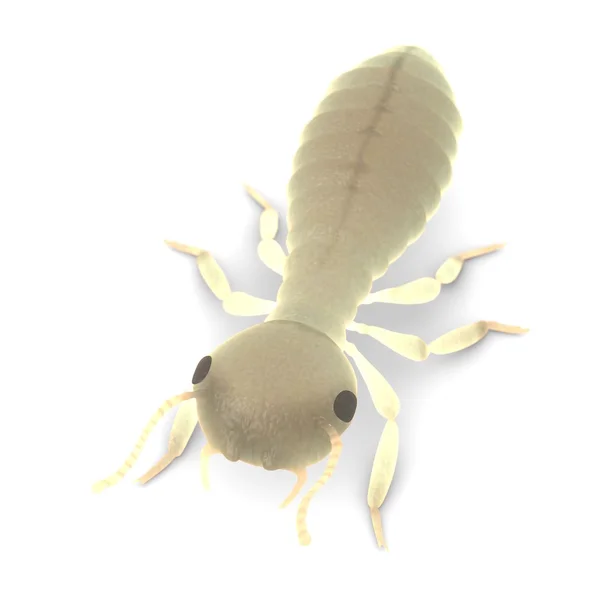 3D renderowania larwy termitów — Zdjęcie stockowe