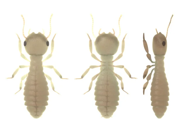 3D činí z termitů larva — Stock fotografie