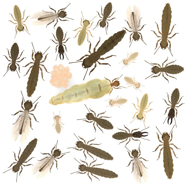 3D render van termiet dieren — Stockfoto