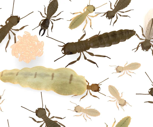 stock image 3d render of termite animals