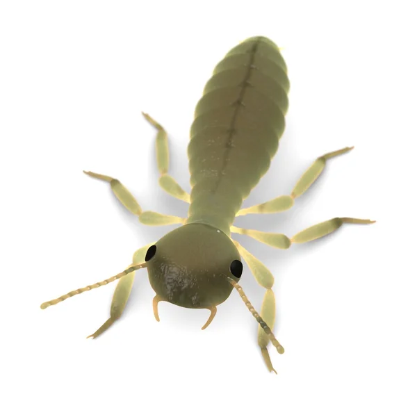 3D činí z termitů nymfa — Stock fotografie