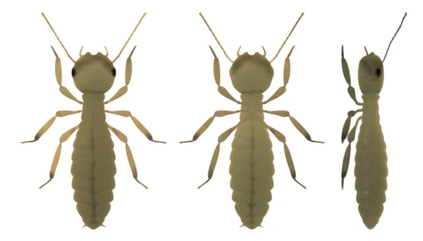3D render av termit nymf — Stockfoto