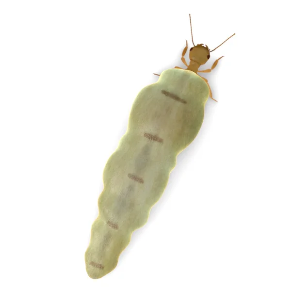 3d renderizado de la reina termita — Foto de Stock