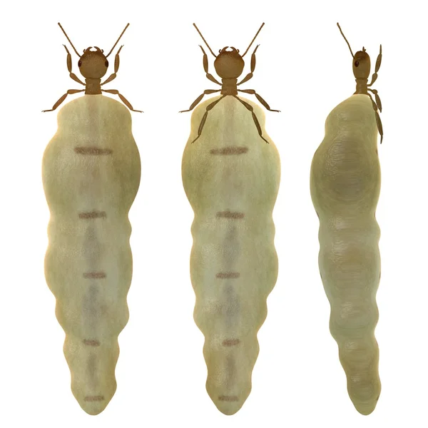 3d render of termite queen — Stock Photo, Image