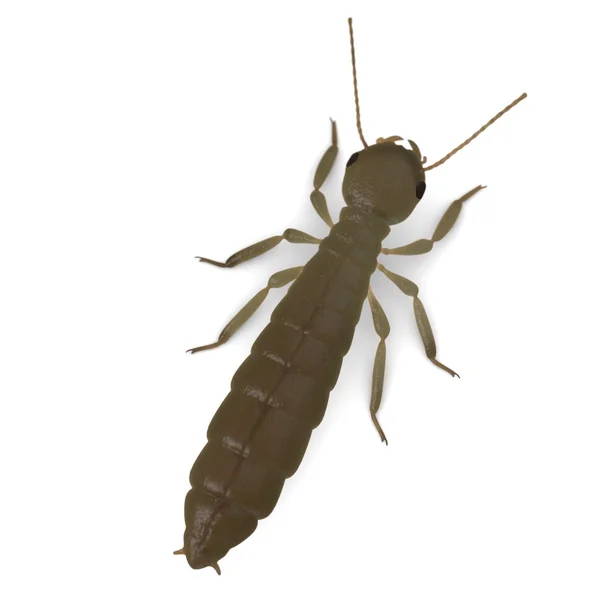 3d renderizado de termitas reproductivas — Foto de Stock