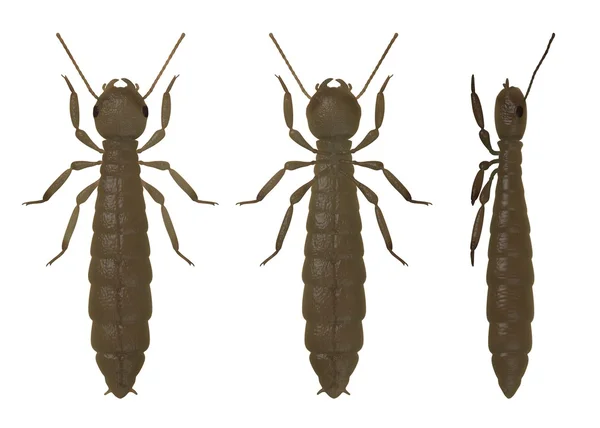 3D render av termit reproduktiv — Stockfoto
