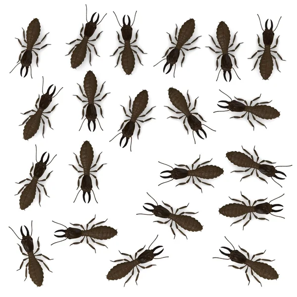 3D vykreslení termitů zvířat — Stock fotografie