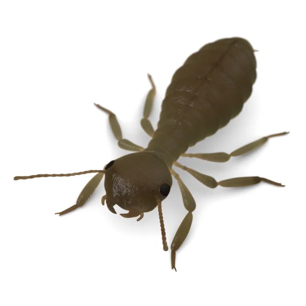 3D vykreslení termitů pracovníků — Stock fotografie