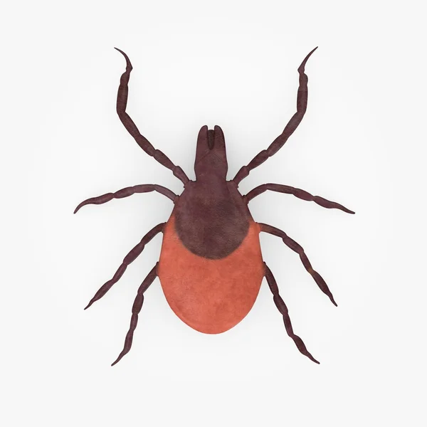 3d render of tick animal — Stok fotoğraf