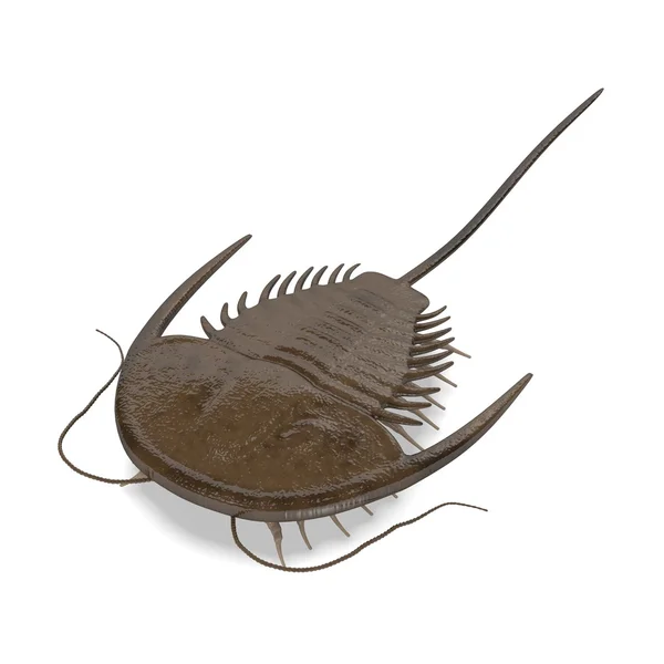 3d renderização de trilobita animal — Fotografia de Stock