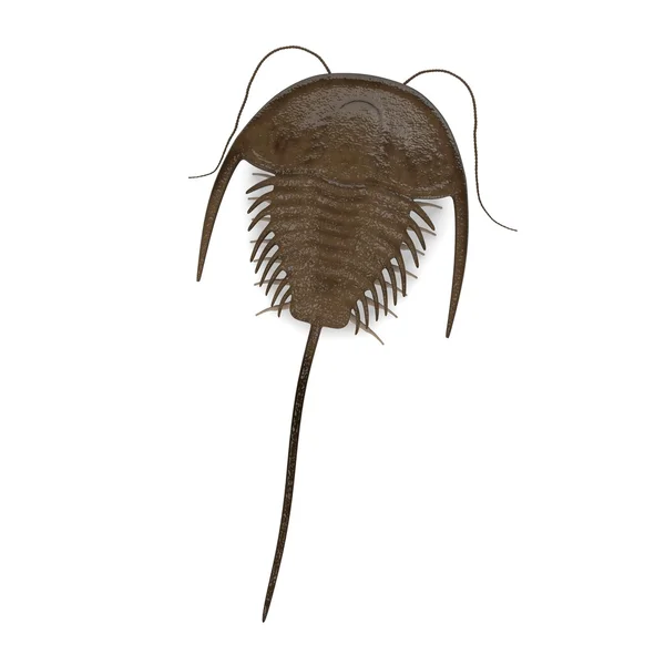 3D καθιστούν trilobite ζώου — Φωτογραφία Αρχείου