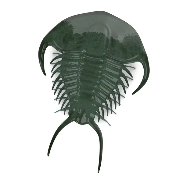 3D vykreslení Trilobit zvířete — Stock fotografie