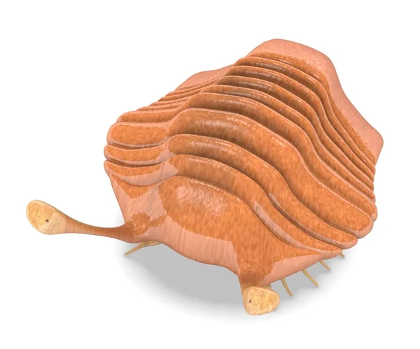 3d renderização de trilobita animal — Fotografia de Stock