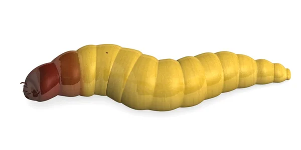 3d render of worm insect — Stock Photo, Image