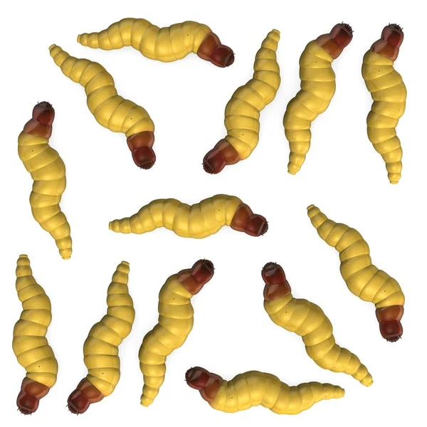 3d renderização de insetos vermes — Fotografia de Stock