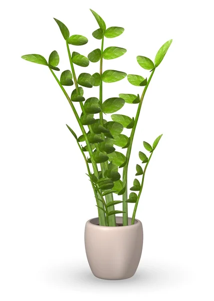 Zamioculcas 식물의 3d 렌더링 — 스톡 사진