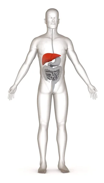 3d renderizado de carácter artificial con sistema digestivo — Foto de Stock