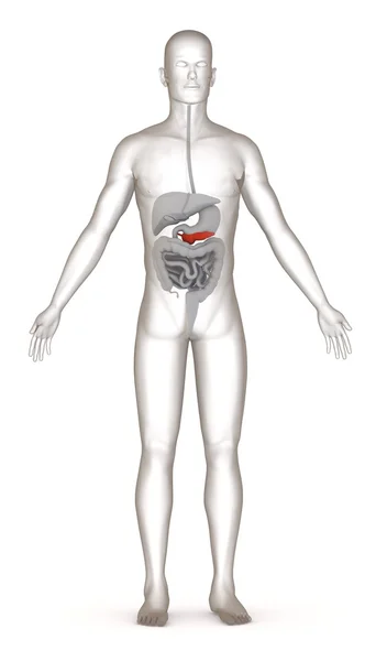 3d render of artificial character with digestive system — Stock Photo, Image